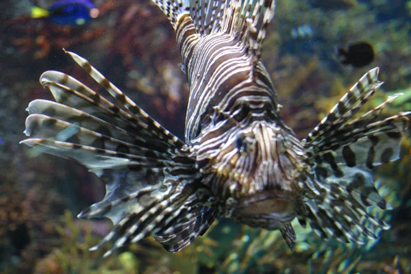 Scorpion fish — Stock Photo, Image