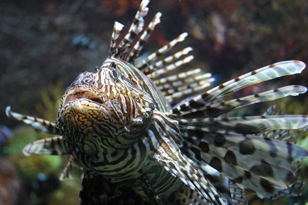 Scorpion fish — Stock Photo, Image