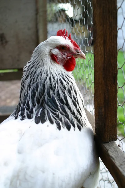 Ein Huhn posiert für die Kamera. — Stockfoto