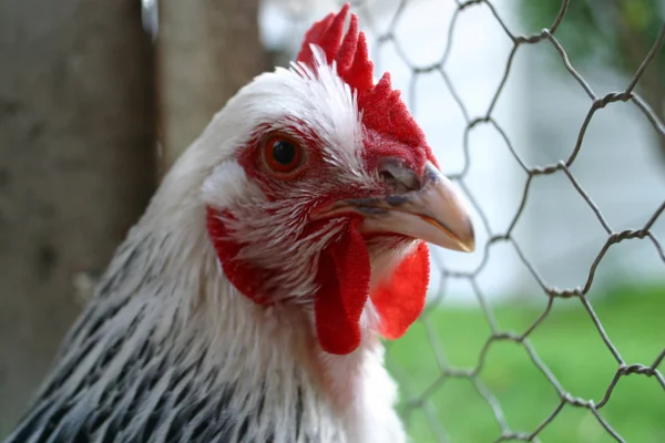A chicken poses for camera. — Stock Photo, Image