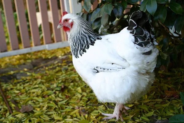 Een kip vormt voor camera. — Stockfoto