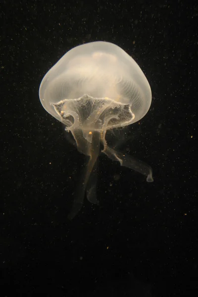 Una medusa — Foto Stock