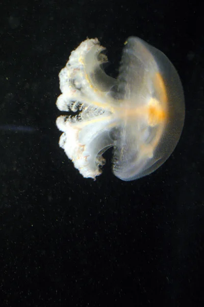 Una medusa — Foto Stock