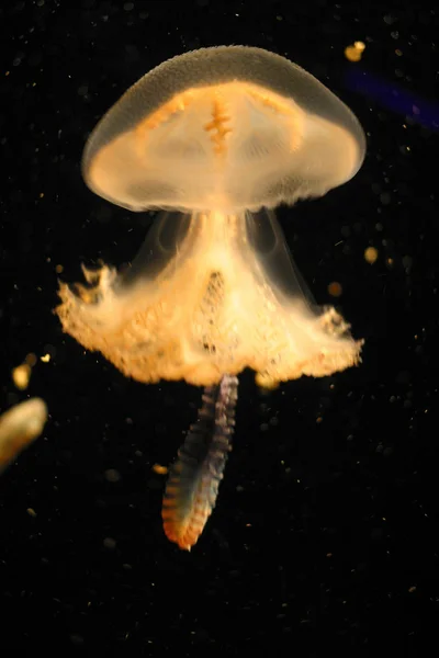 A jelly fish — Stock Photo, Image