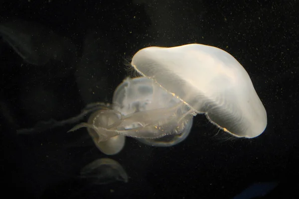 ゼリー魚 — ストック写真