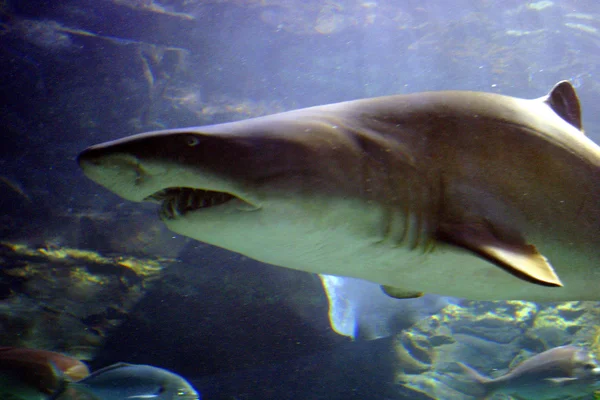 Large shark swims — Stock Photo, Image