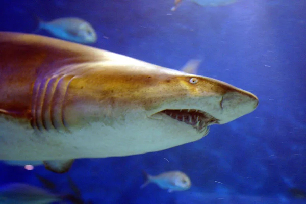 Large shark swims — Stock Photo, Image