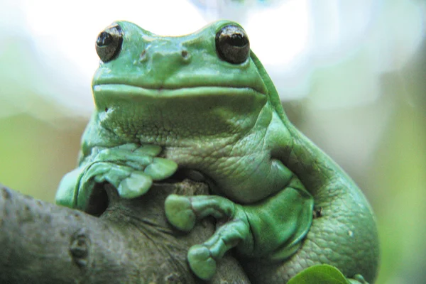 Grüner Frosch Stockfoto