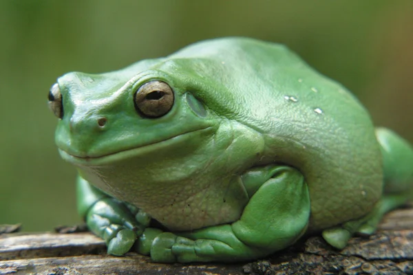 Sapo árvore verde floresta — Fotografia de Stock