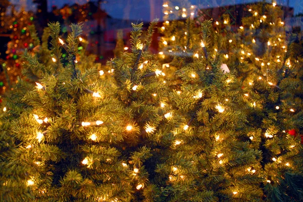 Árboles de Navidad — Foto de Stock