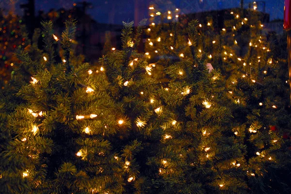 Árboles de Navidad — Foto de Stock