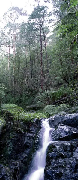 Cascada en el bosque —  Fotos de Stock