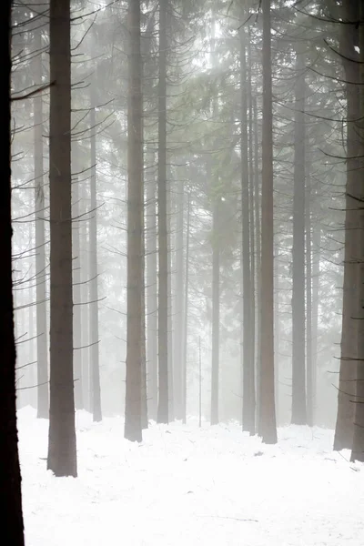 Köd Téli Erdőben Fatörzsek Szoluettjei Ködös Időben Cseh Köztársaság — Stock Fotó