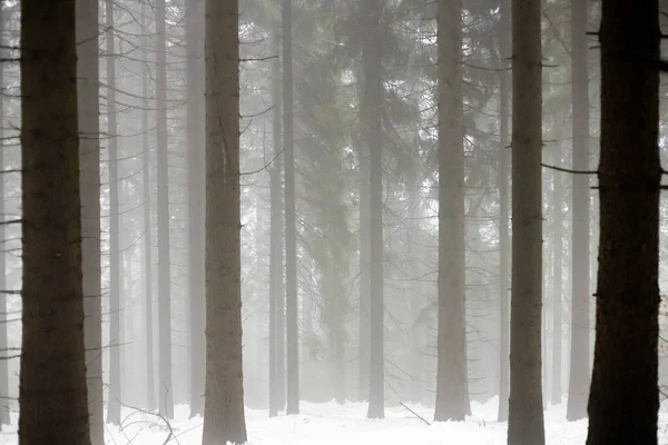Köd Téli Erdőben Fatörzsek Szoluettjei Ködös Időben Cseh Köztársaság — Stock Fotó