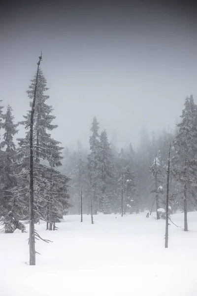 Titokzatos erdő havas időben köd — Stock Fotó