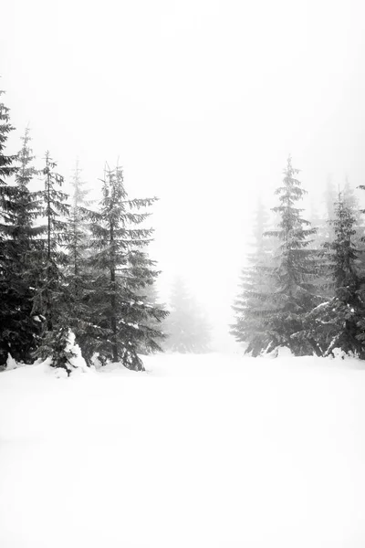 Wintery trees in the czech mountains. czech republic — ストック写真