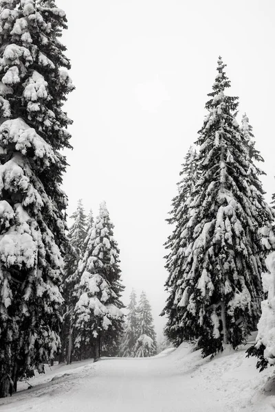 Wintery trees in the czech mountains. czech republic — Stock Fotó