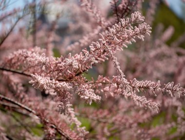 tamariske - tamarix