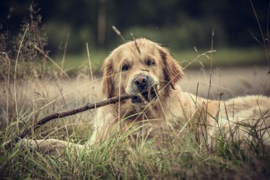 açık havada Labrador