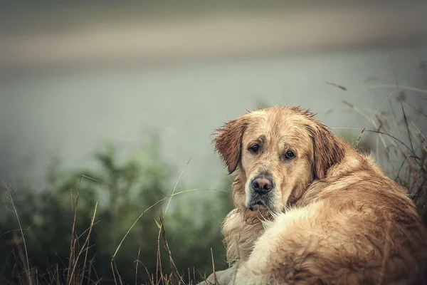 Labrador utomhus — Stockfoto