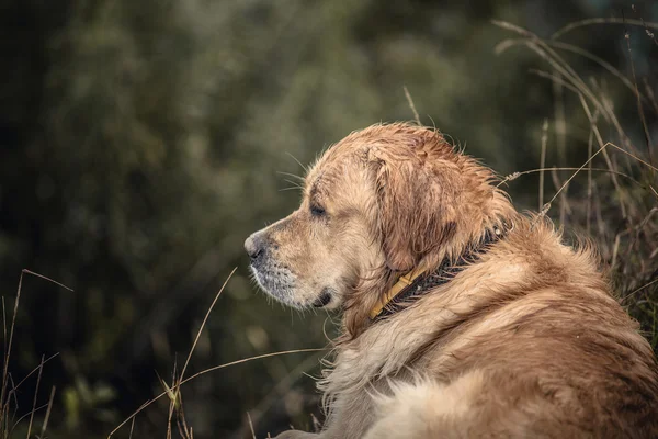 Labrador utomhus — Stockfoto