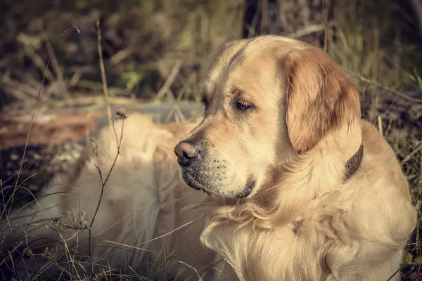 Labrador En plein air — Photo