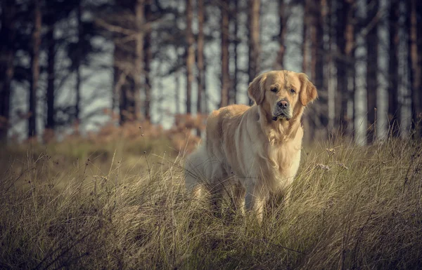 Labrador utomhus — Stockfoto