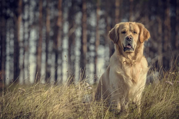 Labrador utomhus — Stockfoto