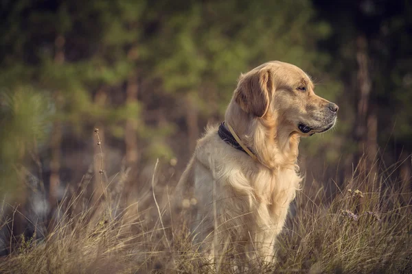 Labrador En plein air — Photo