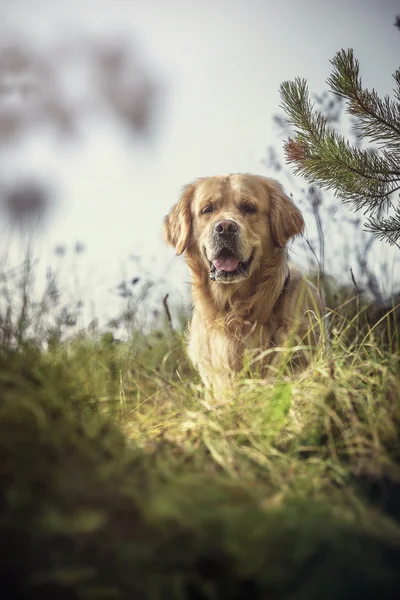 Labrador utomhus — Stockfoto