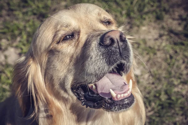 Labrador utomhus — Stockfoto