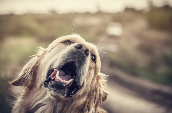 Labrador utomhus — Stockfoto