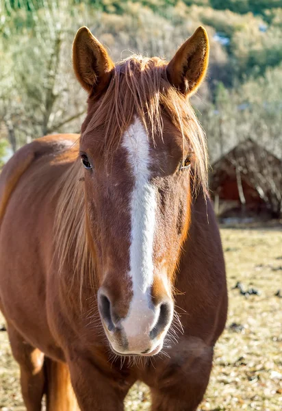 Nahaufnahme Bauernhof Pferd Stockbild