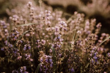 gün batımında lavanta çiçekleri