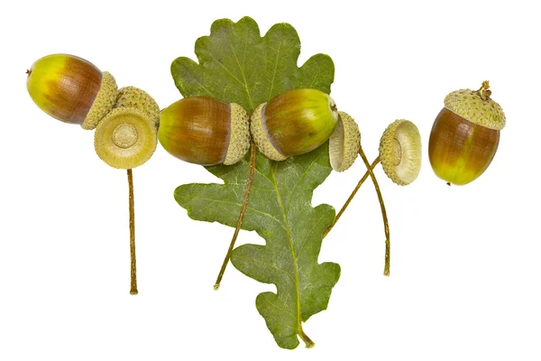 Acorns and dried leaf — Stock Photo, Image