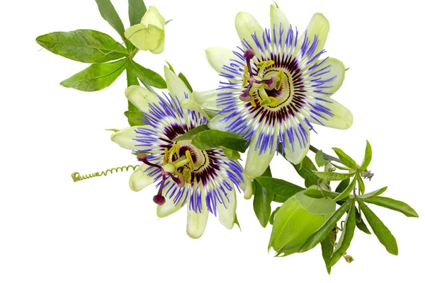 Tutku çiçek (passiflora) — Stok fotoğraf