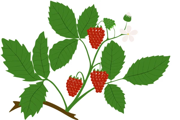 Raspberry fruits - illustration — Stock Photo, Image