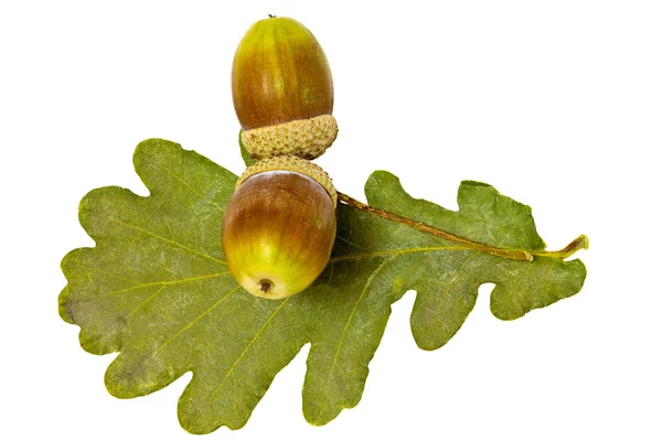 Two acorns — Stock Photo, Image