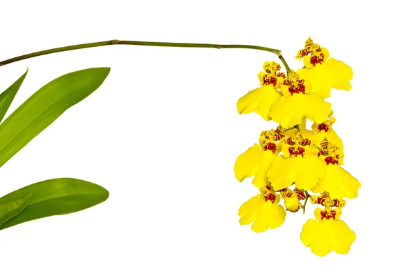 Орхидея (Онцидий) ) — стоковое фото