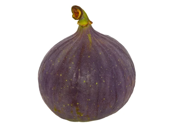 Frukt fig — Stockfoto