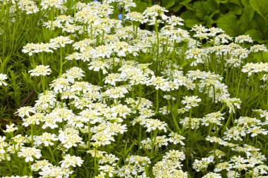 Beyaz yaprak dökmeyen şeker tutam çiçek