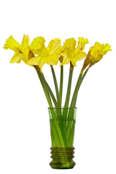 Daffodil (Narcissus jonquilla) — Stock Photo, Image