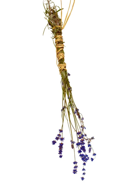 Dried lavender — Stock Photo, Image