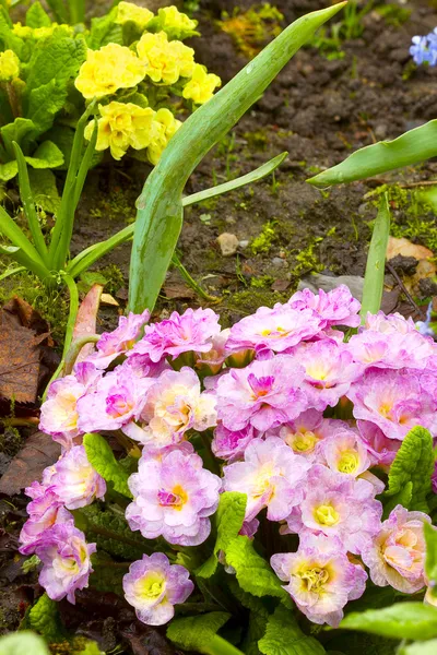 Pink primroses — Stock Photo, Image
