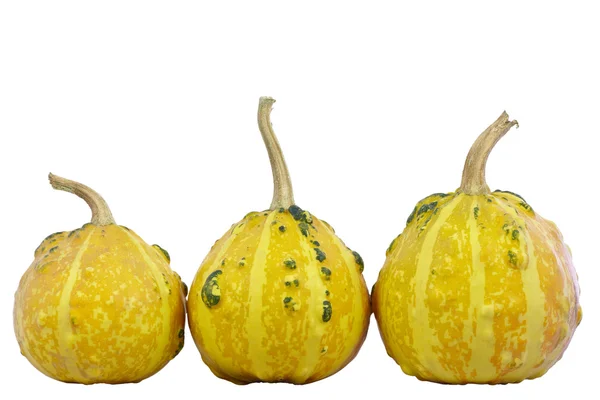 Calabazas — Foto de Stock