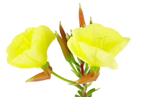 Evening primrose — Stock Photo, Image
