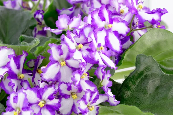 African violet, Saintpaulia ionantha — Stock Photo, Image