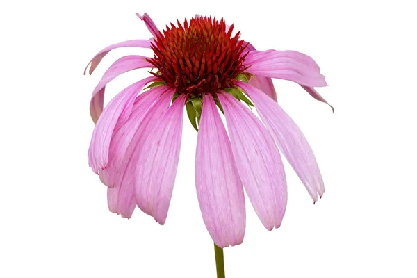 Echinacea purpurea - třapatky — Stock fotografie