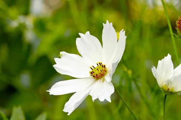 Flor del cosmos — Foto de Stock