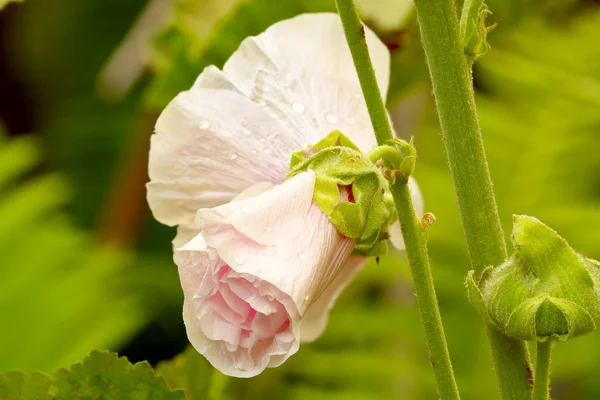 Pink Hollyhock — стоковое фото